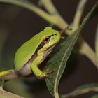 Hyla arborea