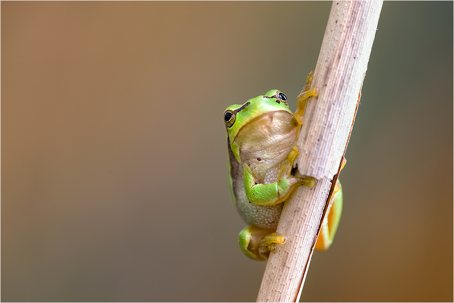 Hyla arborea II