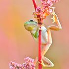 Hyla arborea ( Laubfrosch )