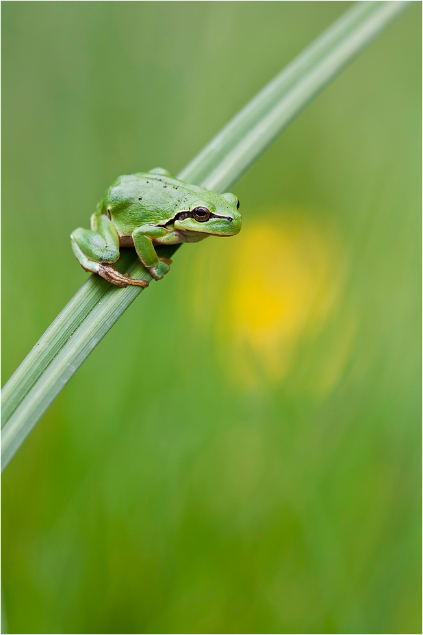 Hyla arborea - Laubfrosch