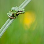 Hyla arborea - Laubfrosch