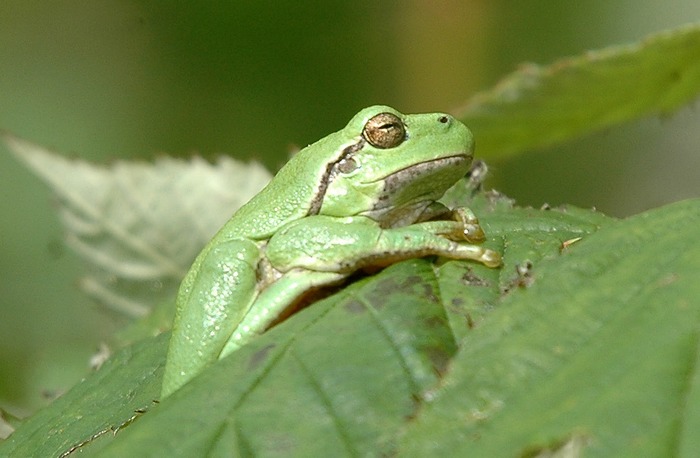 Hyla arborea (Laubfrosch)