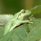 Hyla arborea (Laubfrosch)