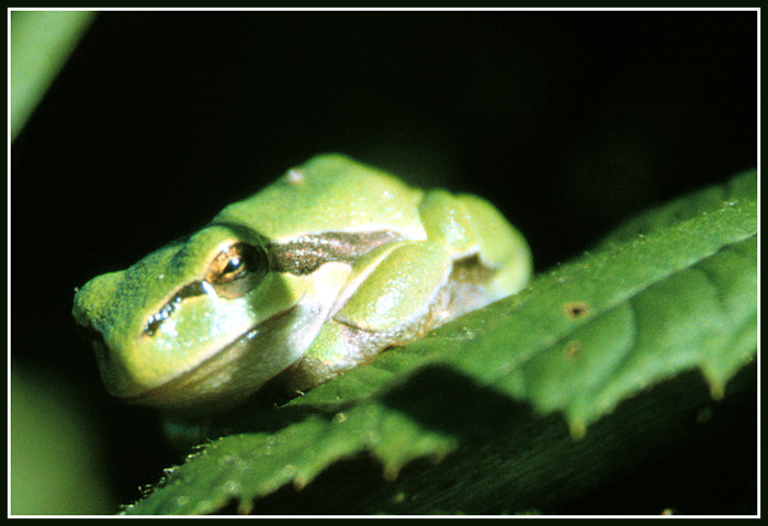 Hyla arborea - Laubfrosch