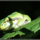 Hyla arborea - Laubfrosch