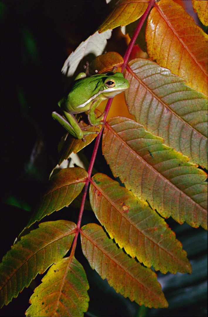 Hyla cinerea