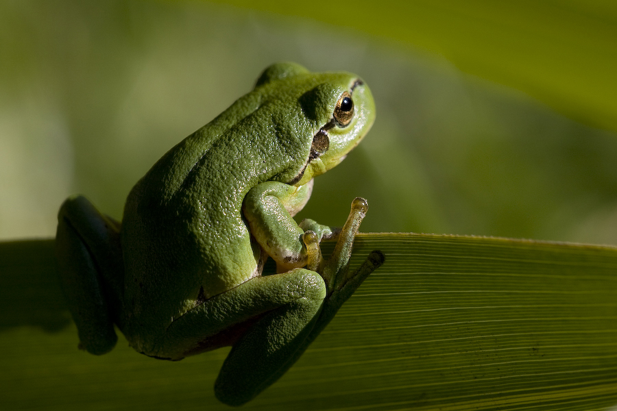 hyla hopp