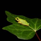 Hyla meridionalis