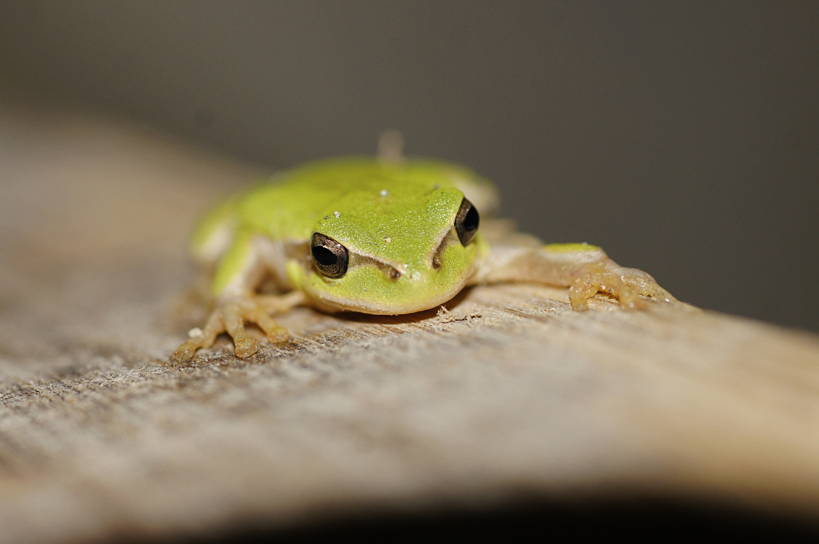 Hyla meridionalis