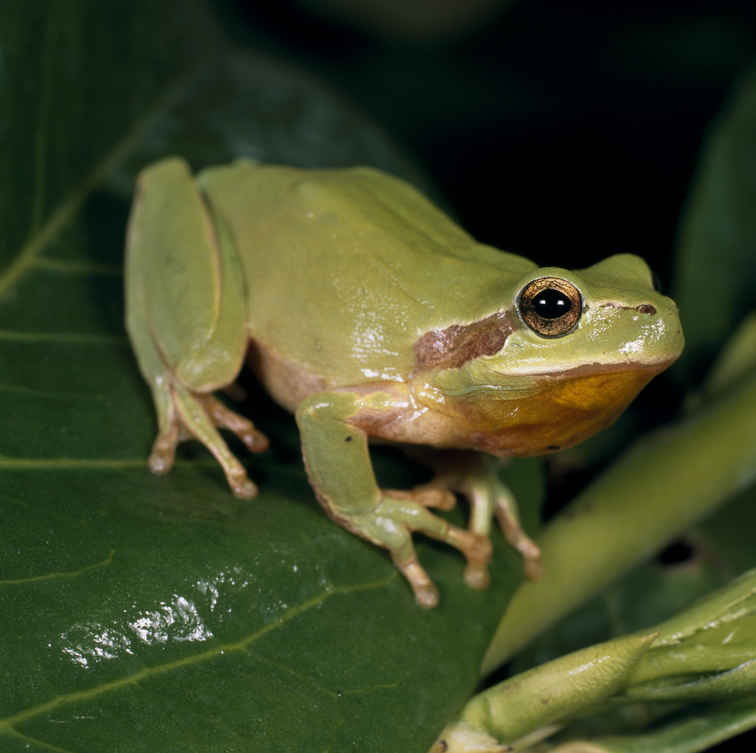 Hyla meridionalis