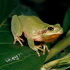 Hyla meridionalis