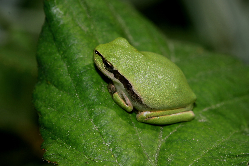 Hyla meridionalis  (Provence)