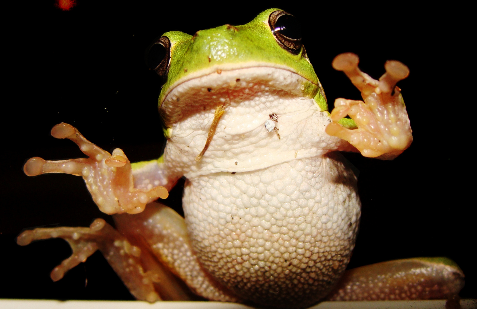 Hyla Sarda