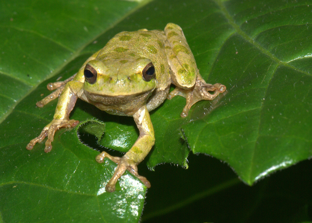 Hyla sarda