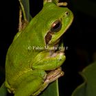 Hyla Sarda ( Raganella Sarda )