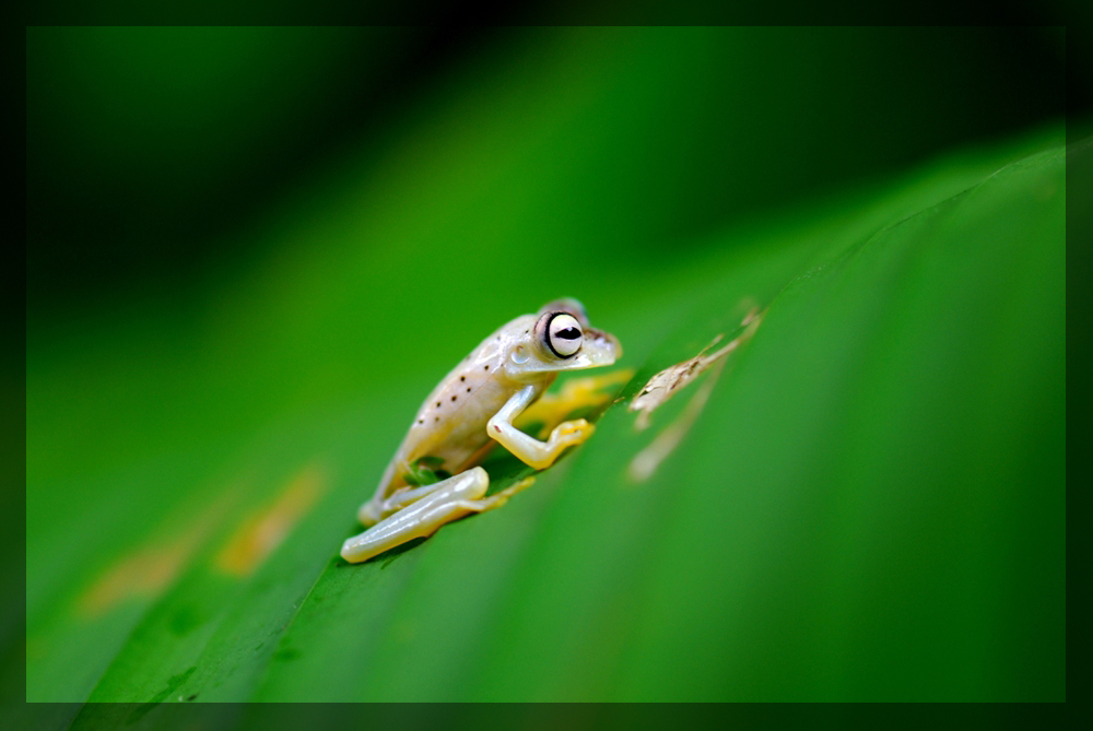 Hyla sp. (Baumfrosch, Costa Rica)