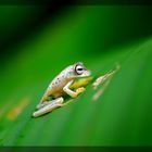 Hyla sp. (Baumfrosch, Costa Rica)