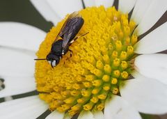 Hylaeus m