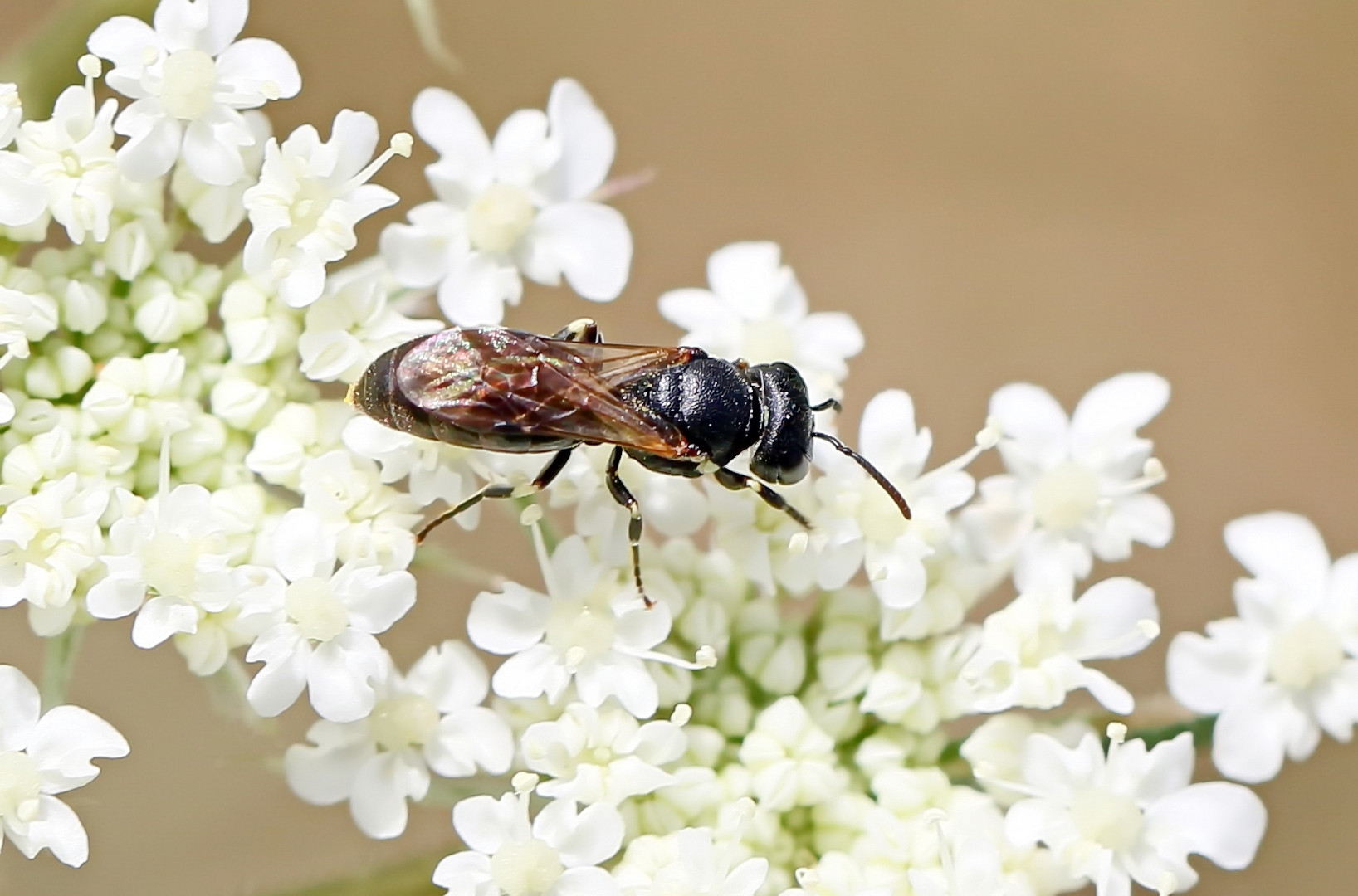 Hylaeus spec.