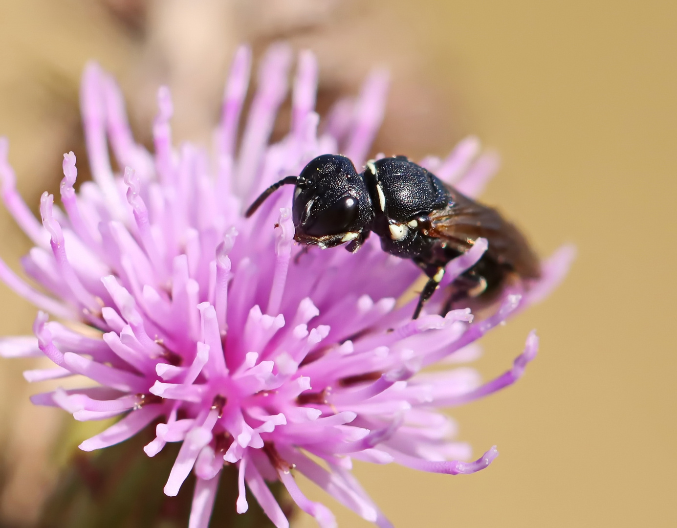 Hylaeus spec.