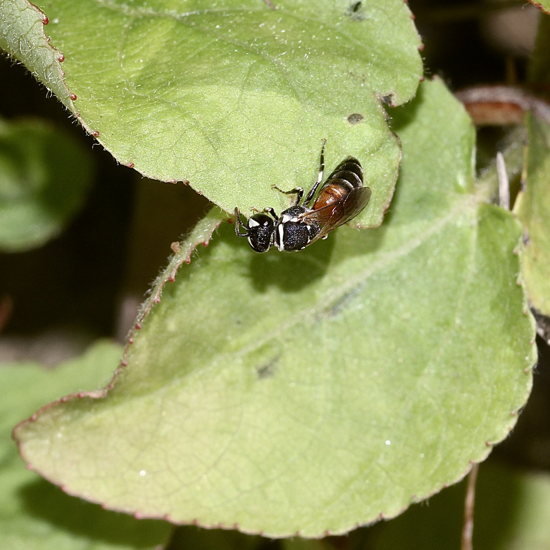 HYLAEUS VARIEGATUS - eine seltene Maskenbiene (1)