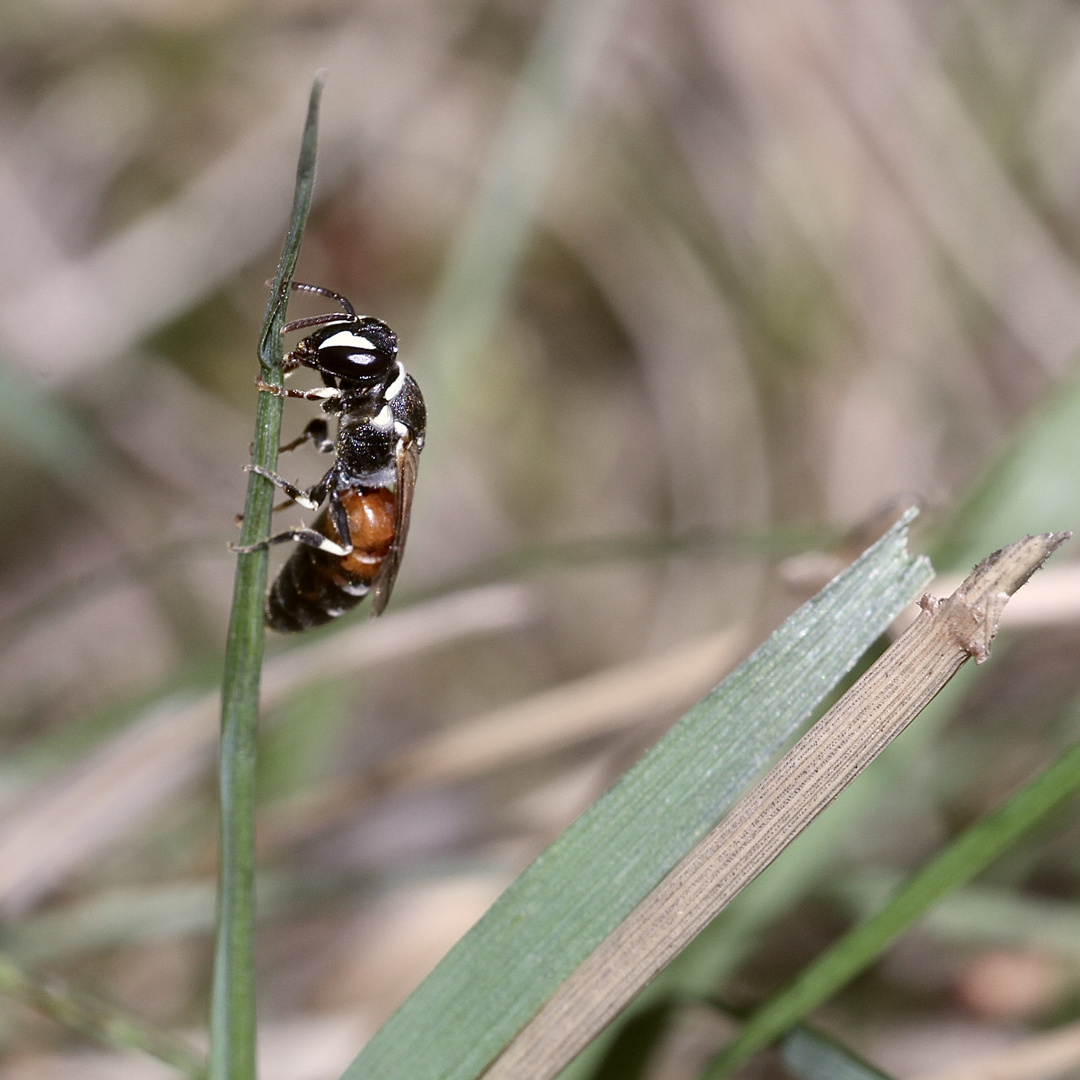 HYLAEUS VARIEGATUS - eine seltene Maskenbiene (2)