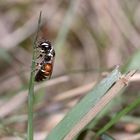 HYLAEUS VARIEGATUS - eine seltene Maskenbiene (2)