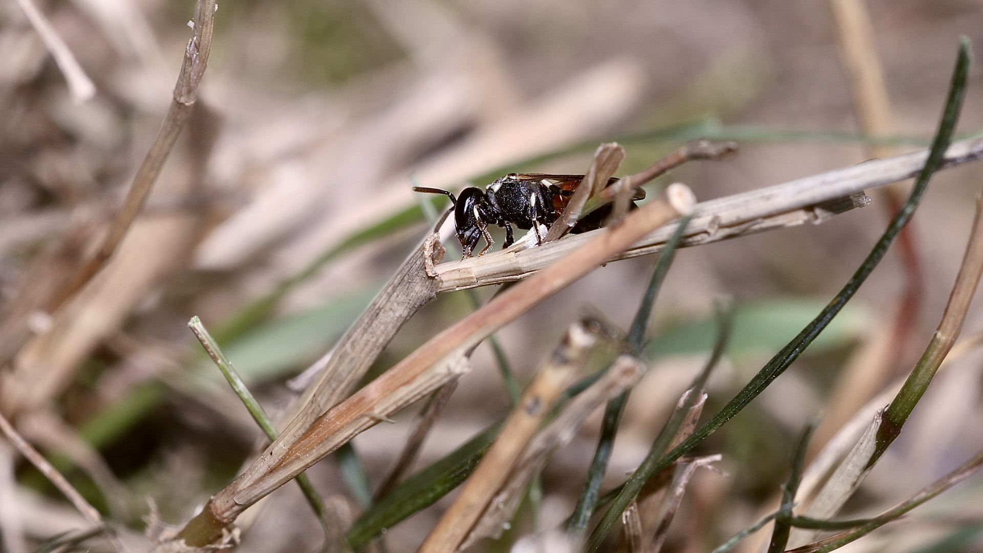 HYLAEUS VARIEGATUS - eine seltene Maskenbiene (3)