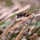 HYLAEUS VARIEGATUS - eine seltene Maskenbiene (3)