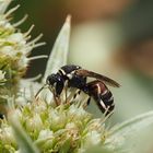 Hylaeus variegatus m