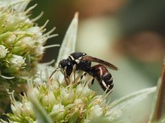 Hylaeus variegatus m