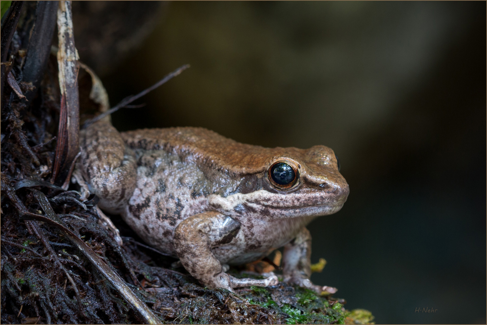 Hylarana cubitalis 