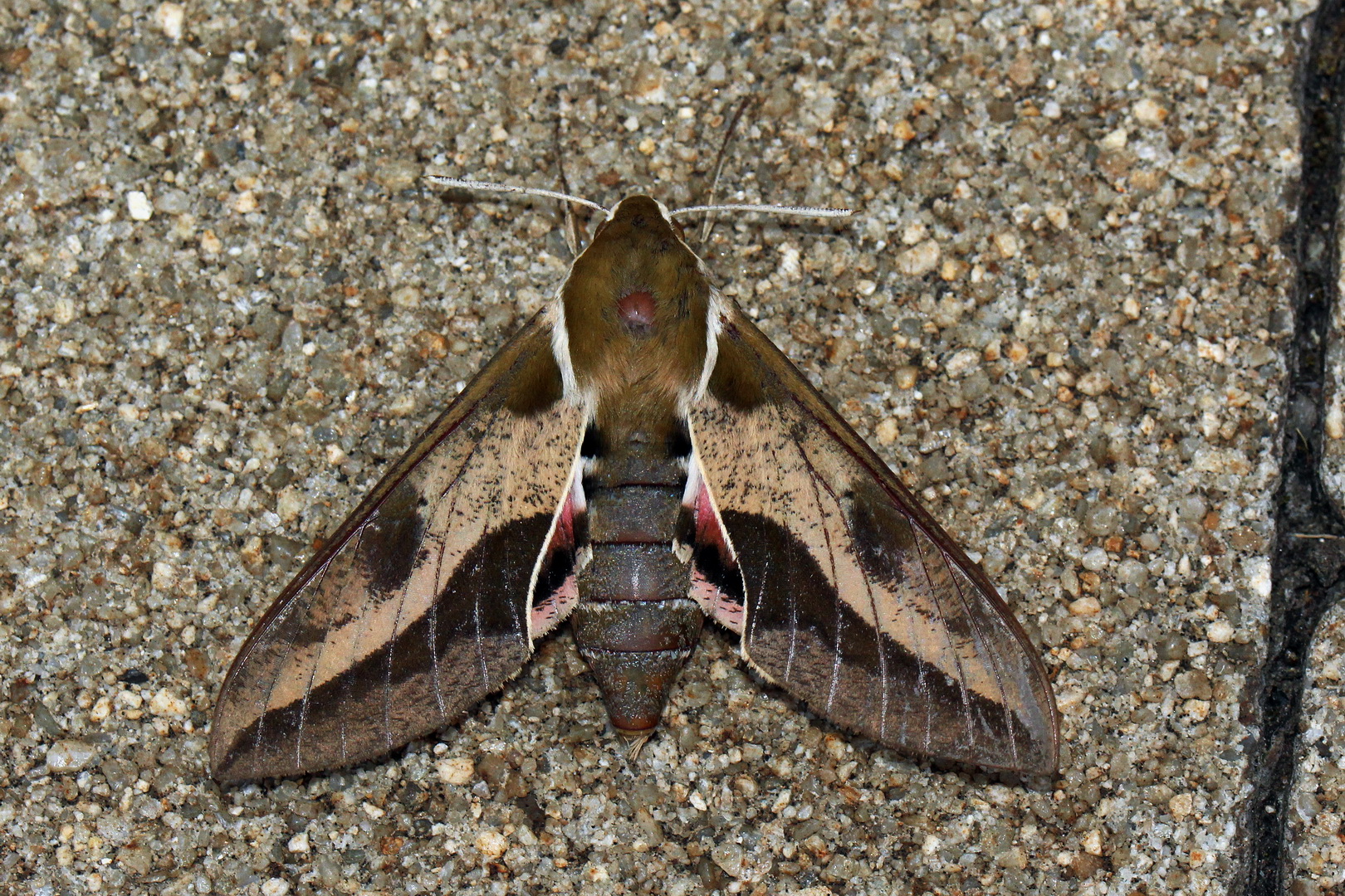 Hyles euphorbiae