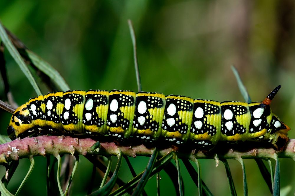 Hyles euphorbiae (sfinge dell'euforbia