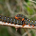 HYLES EUPHORBIAE (sfinge dell'euforbia)