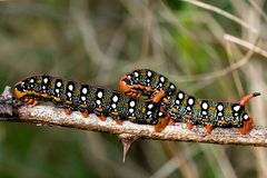 HYLES EUPHORBIAE (sfinge dell'euforbia)