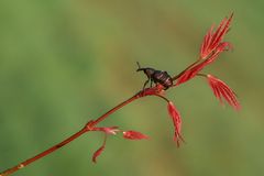 Hylobius abietis  		