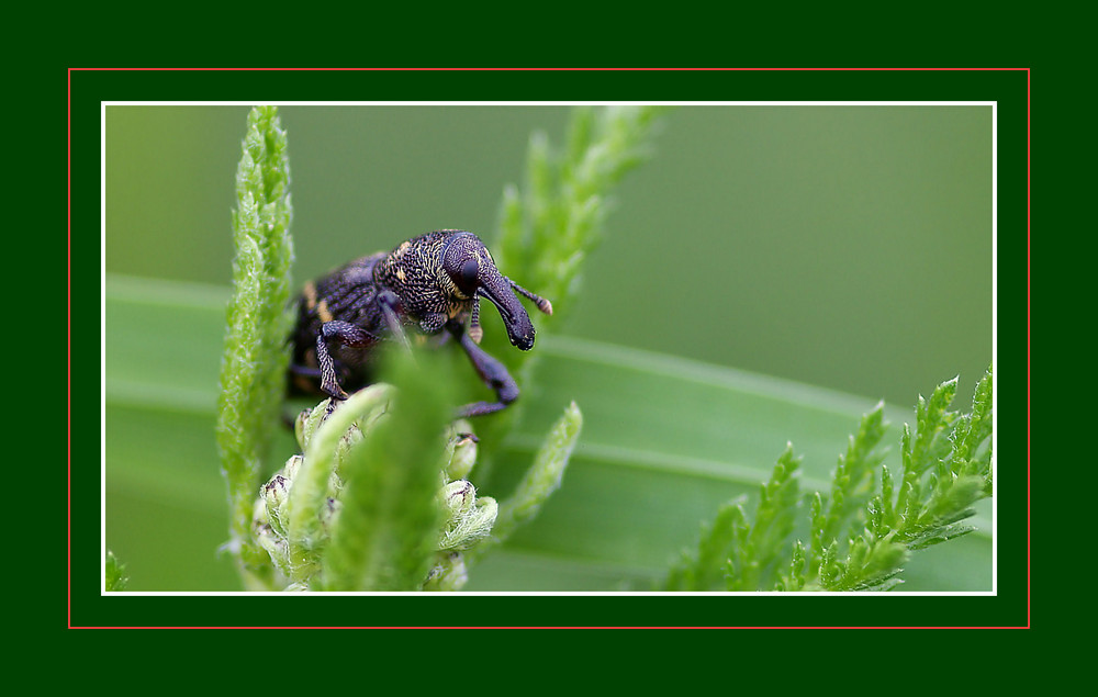 Hylobius Abietis