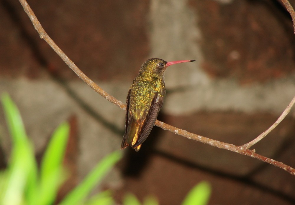 Hylocharis chrysura (picaflor bronceado)