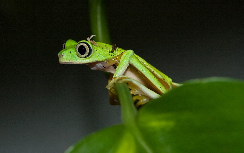 Hylomantis lemur