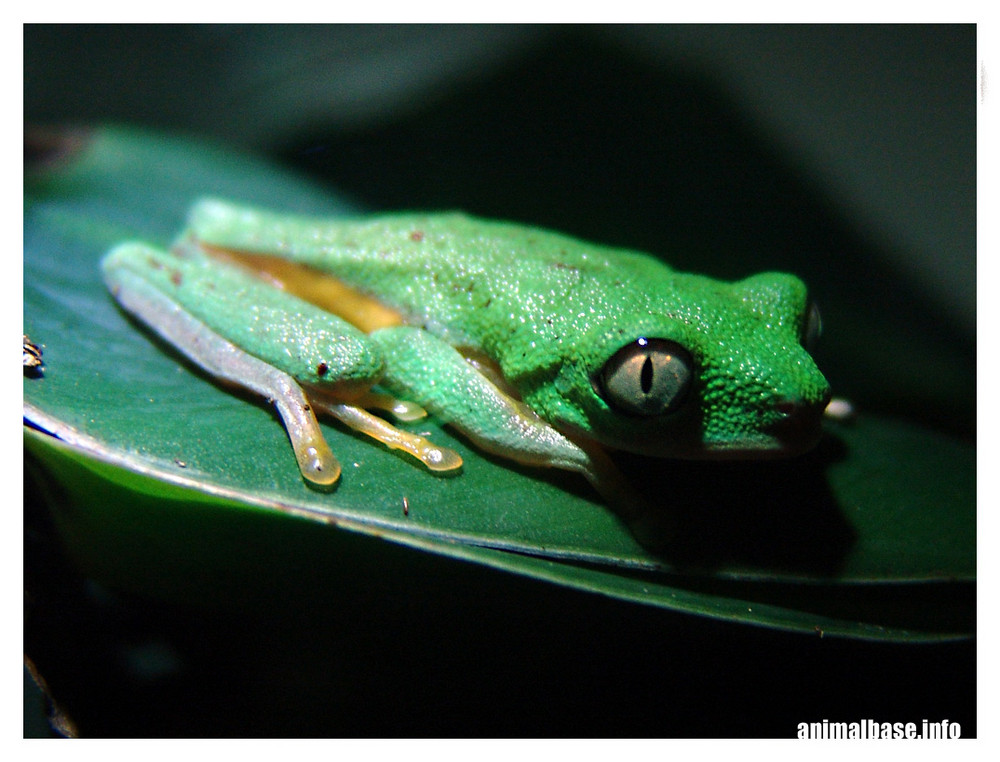 Hylomantis lemur - Lemurenfrosch