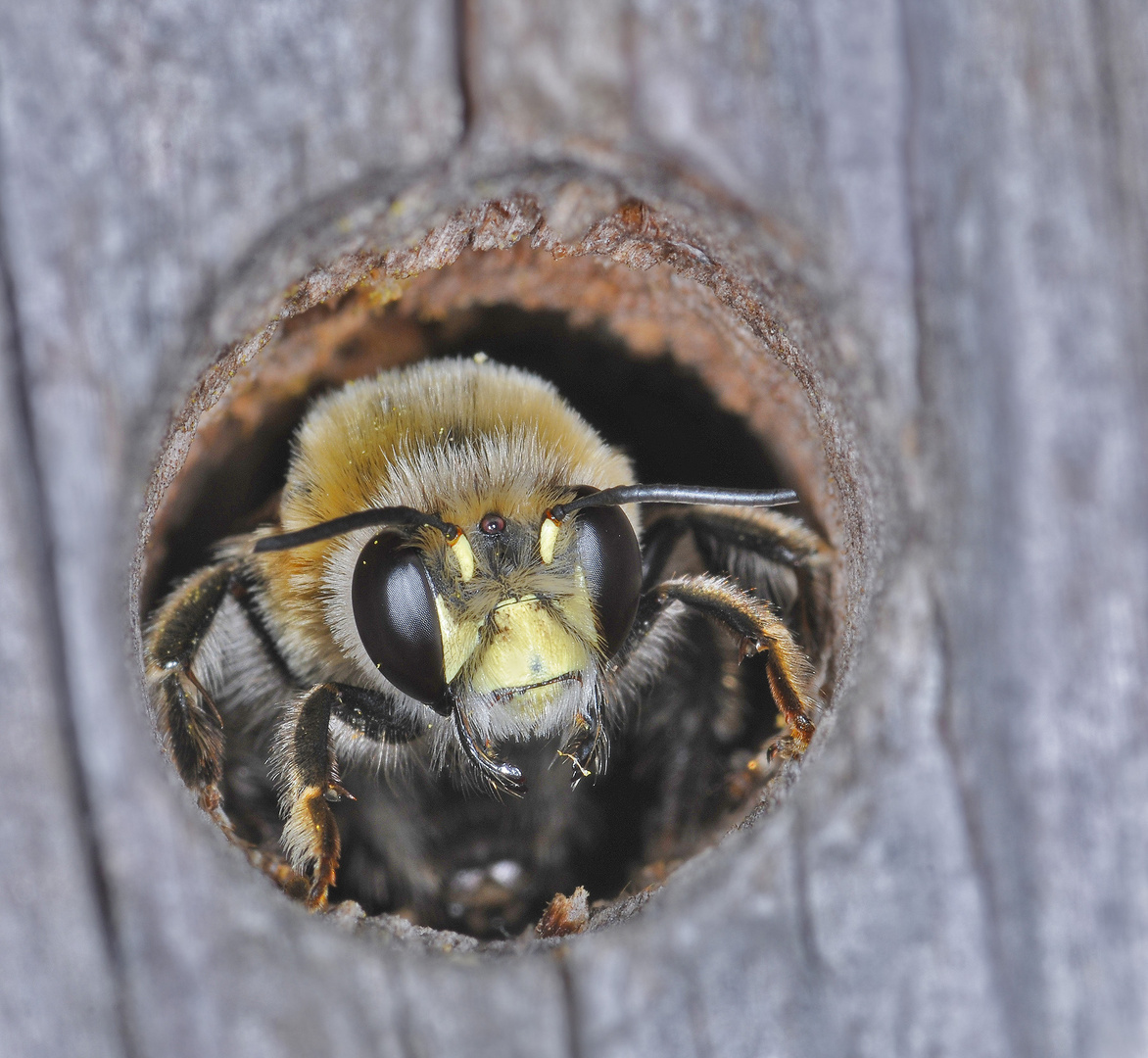 hym_api_anthophora-plumipes_3962-2a