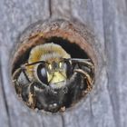 hym_api_anthophora-plumipes_3962-2a