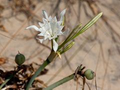 Hymenocallis am Strand