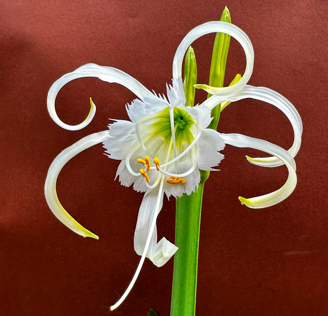 Hymenocallis festalis Ismene