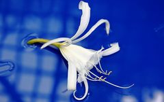 Hymenocallis festallis on water