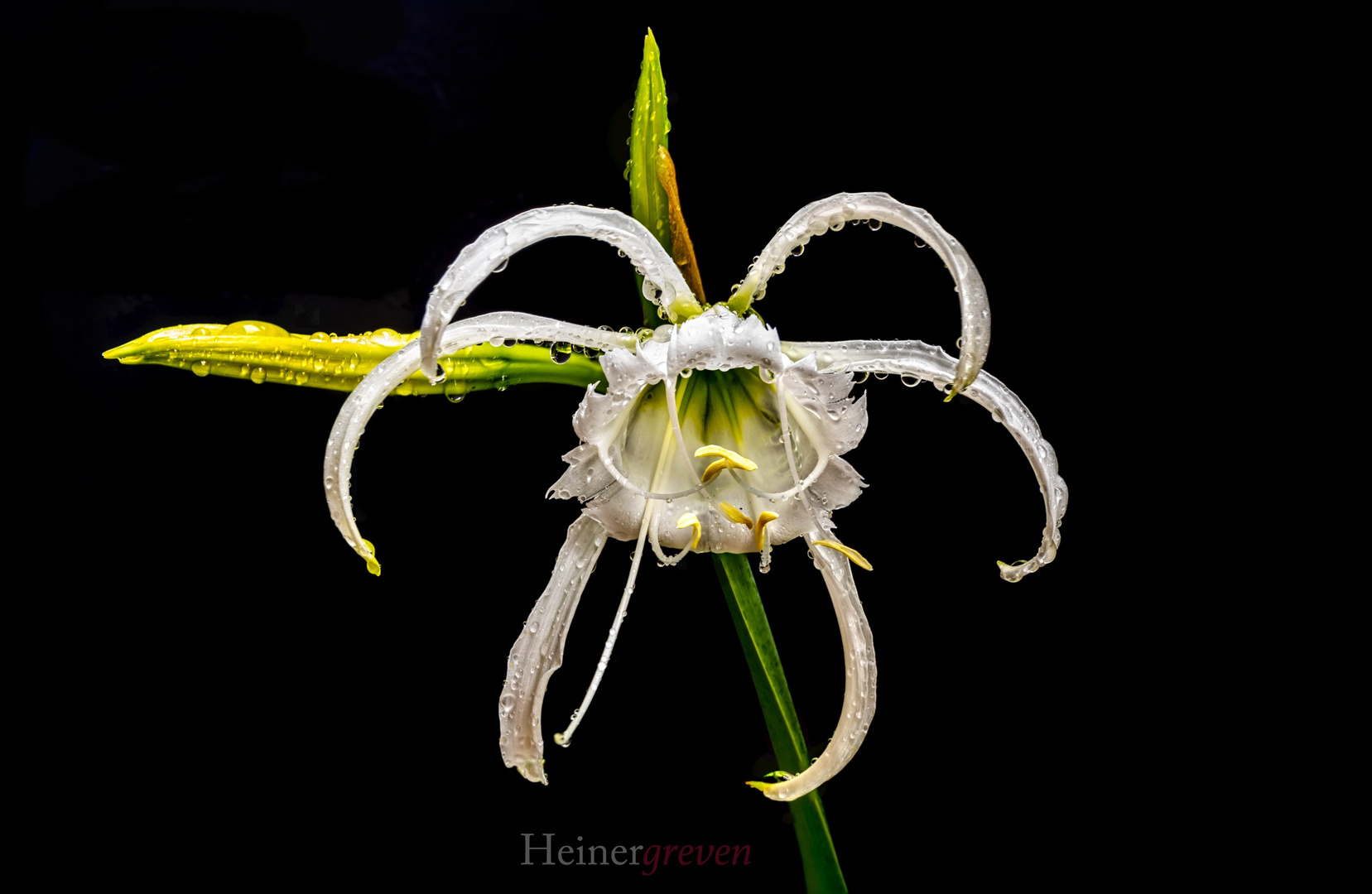 Hymenocallis Ismene festalis