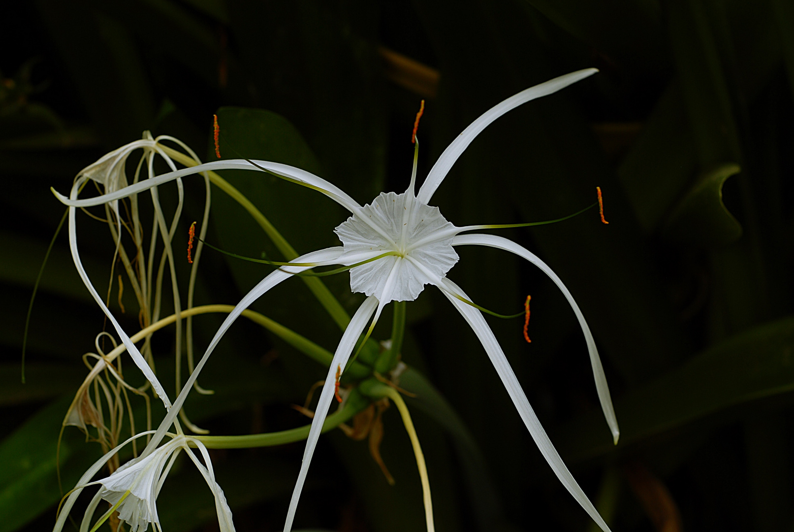 Hymenocallis ( Schönhäutchen )