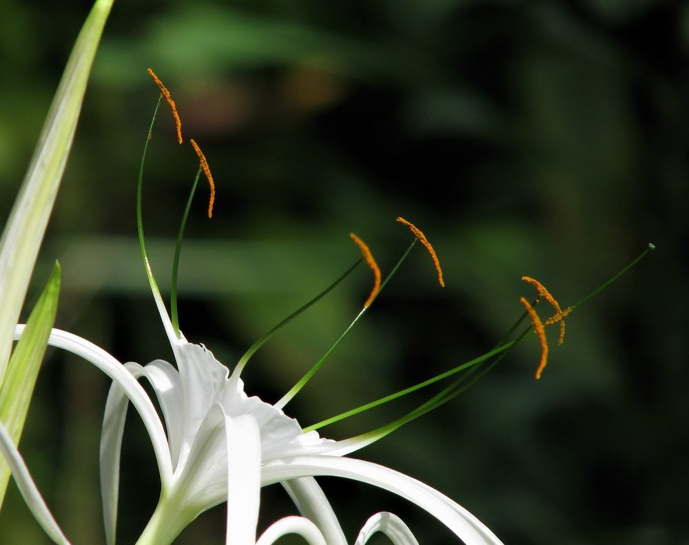 Hymenocallis - Schönlilien