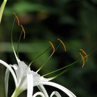 Hymenocallis - Schönlilien